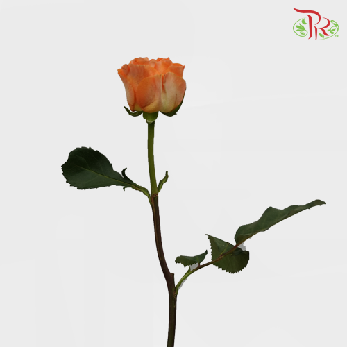 Rose (50cm) - Mari Angela (10 Stems)-Orange-Kenya-prflorist.com.my
