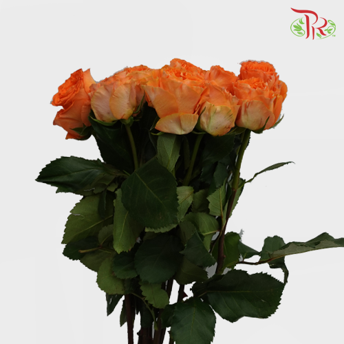 Rose (50cm) - Mari Angela (10 Stems)-Orange-Kenya-prflorist.com.my