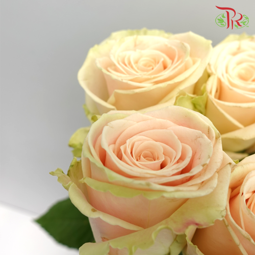 Rose (50cm) - Mayfair (10 Stems)-Kenya-prflorist.com.my