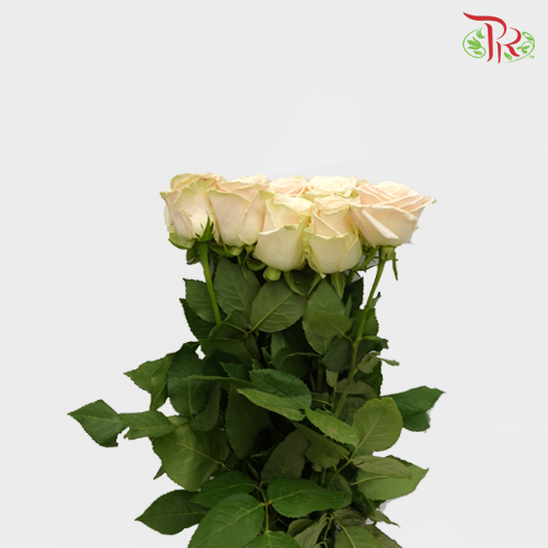 Rose (50cm) - Mayfair (10 Stems)-Kenya-prflorist.com.my