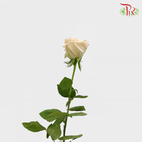 Rose (50cm) - Mayfair (10 Stems)-Kenya-prflorist.com.my