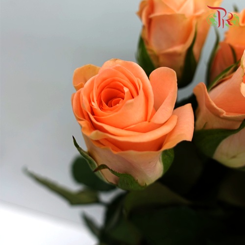 Rose (50cm) - Melon (10 Stems)-Orange-Kenya-prflorist.com.my