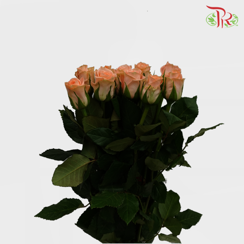 Rose (50cm) - Melon (10 Stems)-Orange-Kenya-prflorist.com.my