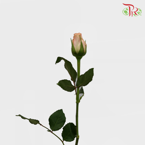 Rose (50cm) - Melon (10 Stems)-Orange-Kenya-prflorist.com.my