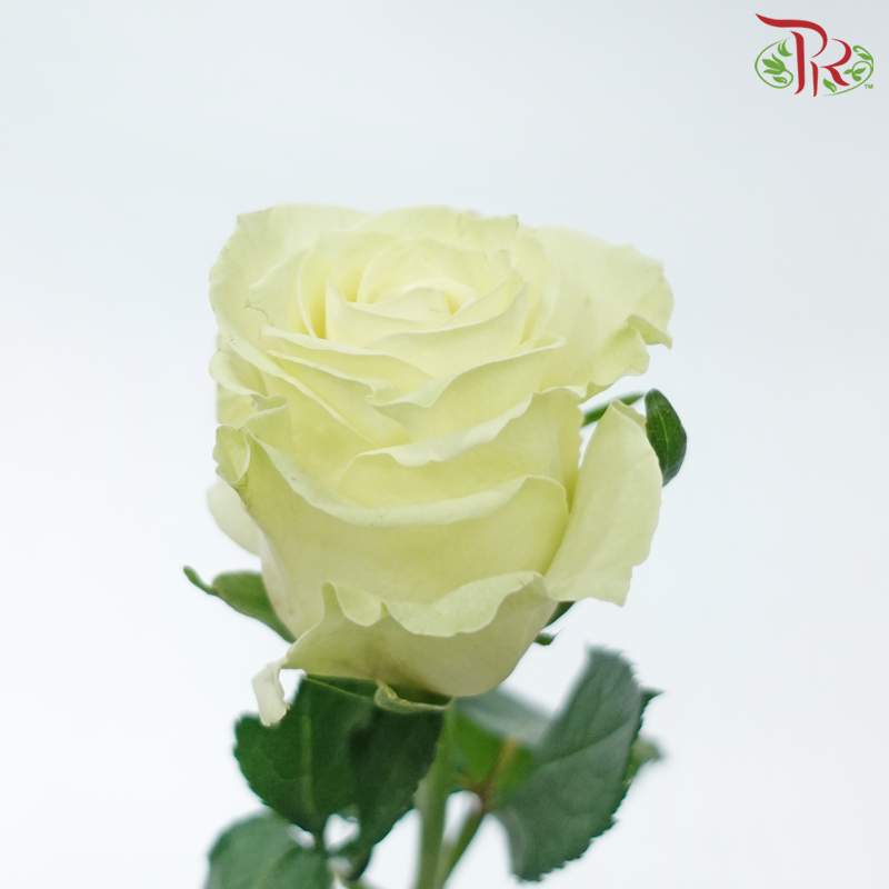 Rose (50cm) - Mondial (10 Stems)-Creamish Green-Kenya-prflorist.com.my