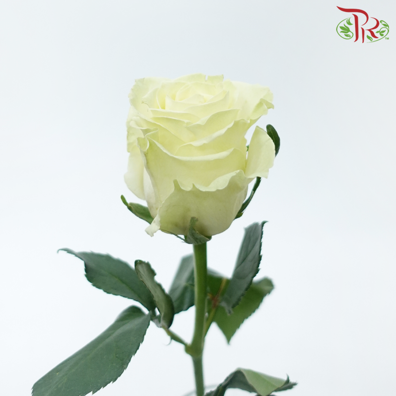 Rose (50cm) - Mondial (10 Stems)-Creamish Green-Kenya-prflorist.com.my