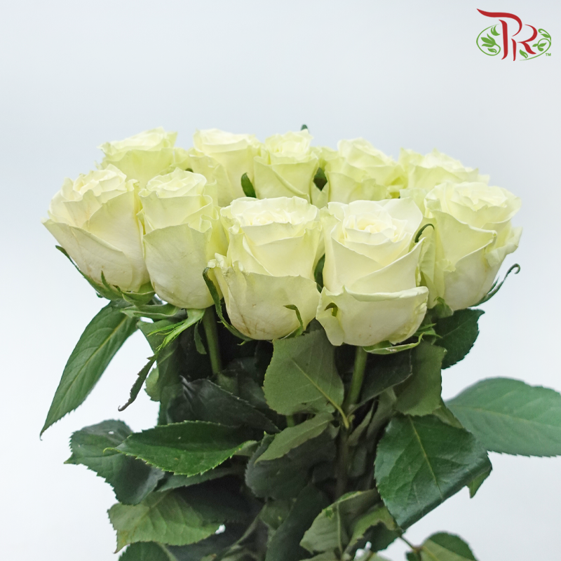 Rose (50cm) - Mondial (10 Stems)-Creamish Green-Kenya-prflorist.com.my