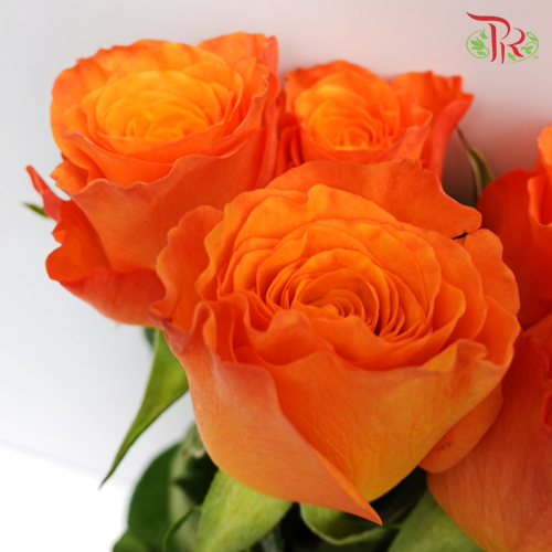 Rose (50cm) - Papaya (10 Stems)-Orange-Kenya-prflorist.com.my