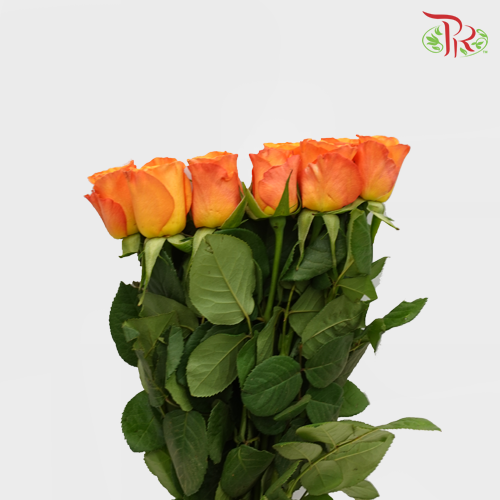 Rose (50cm) - Papaya (10 Stems)-Orange-Kenya-prflorist.com.my