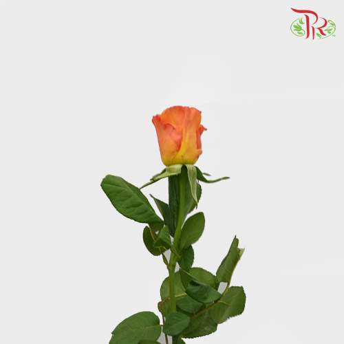 Rose (50cm) - Papaya (10 Stems)-Orange-Kenya-prflorist.com.my