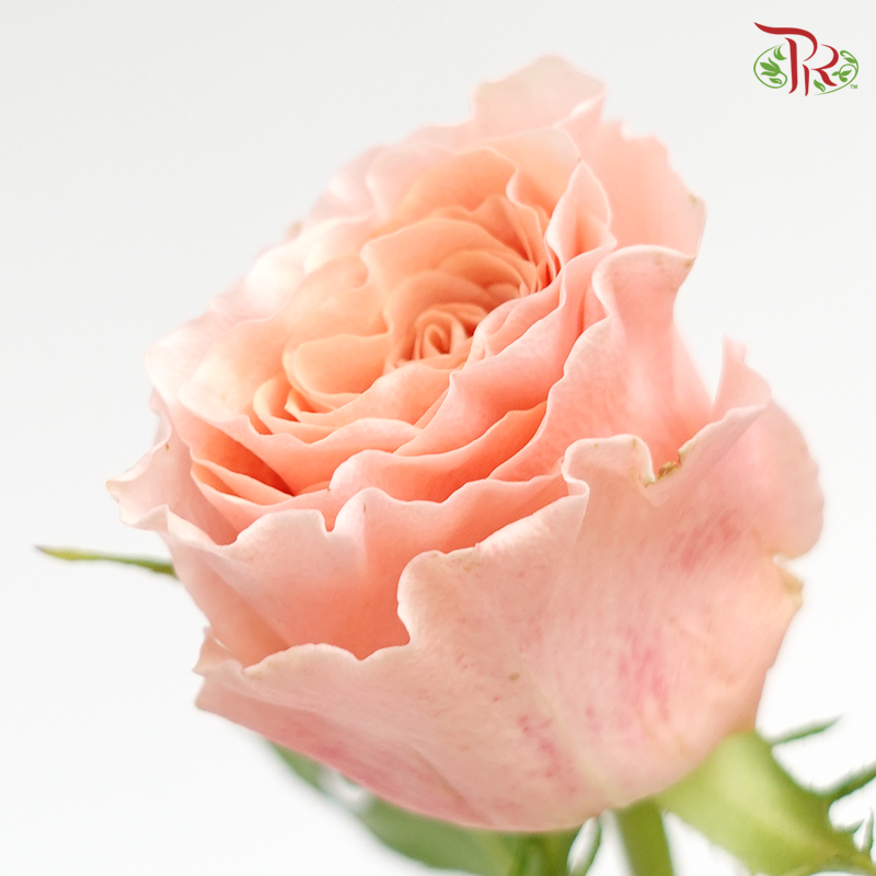 Rose (50cm) - Peach (10 Stems)-Peach-Kenya-prflorist.com.my