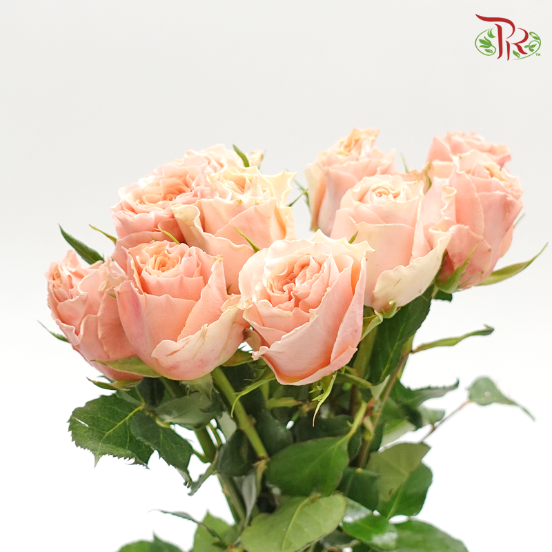 Rose (50cm) - Peach (10 Stems)-Peach-Kenya-prflorist.com.my