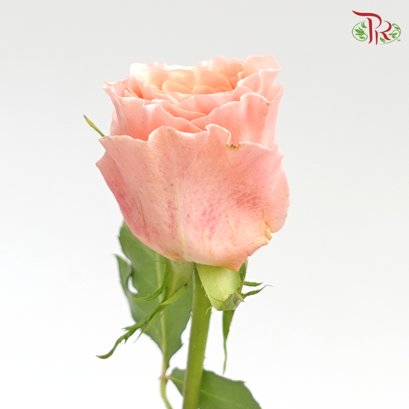 Rose (50cm) - Peach (10 Stems)-Peach-Kenya-prflorist.com.my
