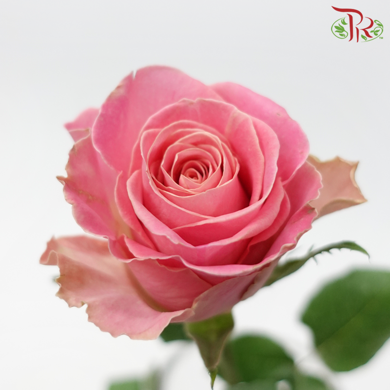 Rose (50cm) - Pink Hermosa (10 Stems)-Kenya-prflorist.com.my
