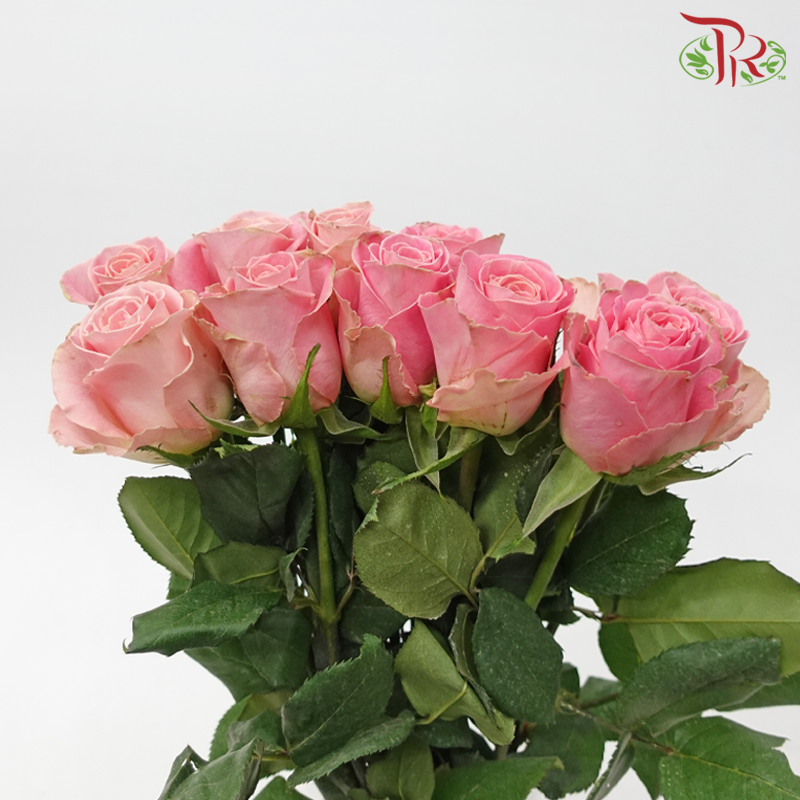 Rose (50cm) - Pink Hermosa (10 Stems)-Kenya-prflorist.com.my