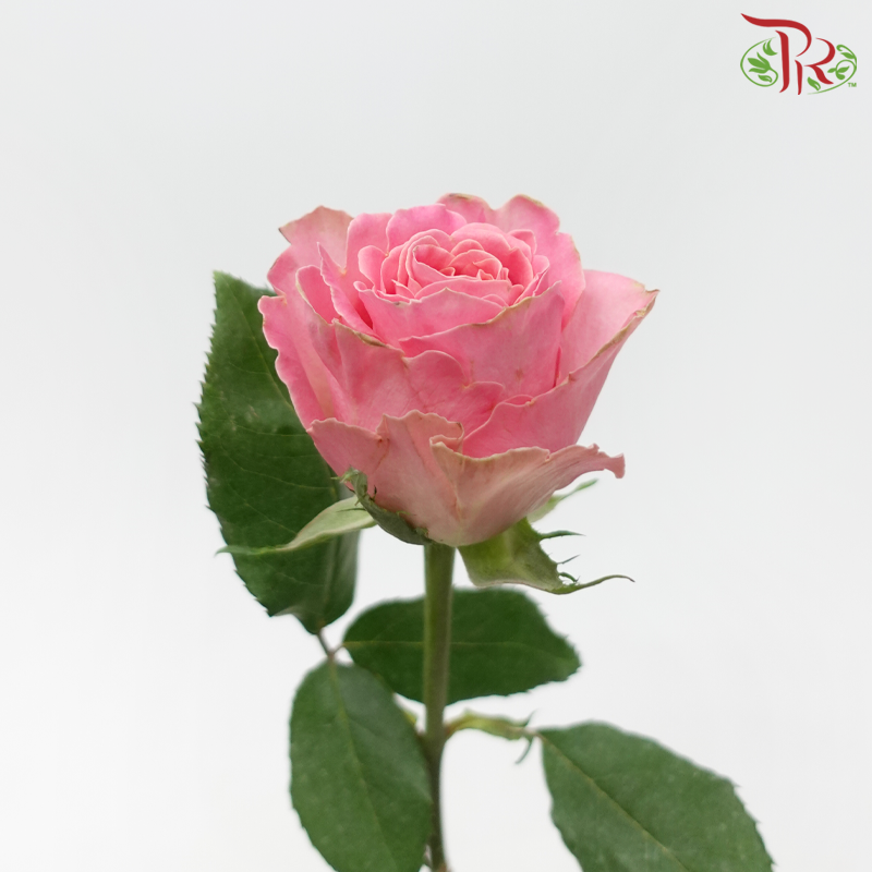 Rose (50cm) - Pink Hermosa (10 Stems)-Kenya-prflorist.com.my