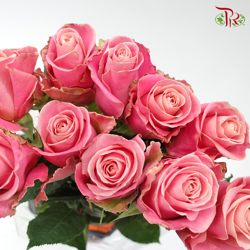 Rose (50cm) - Pink Hermosa (10 Stems)-Kenya-prflorist.com.my