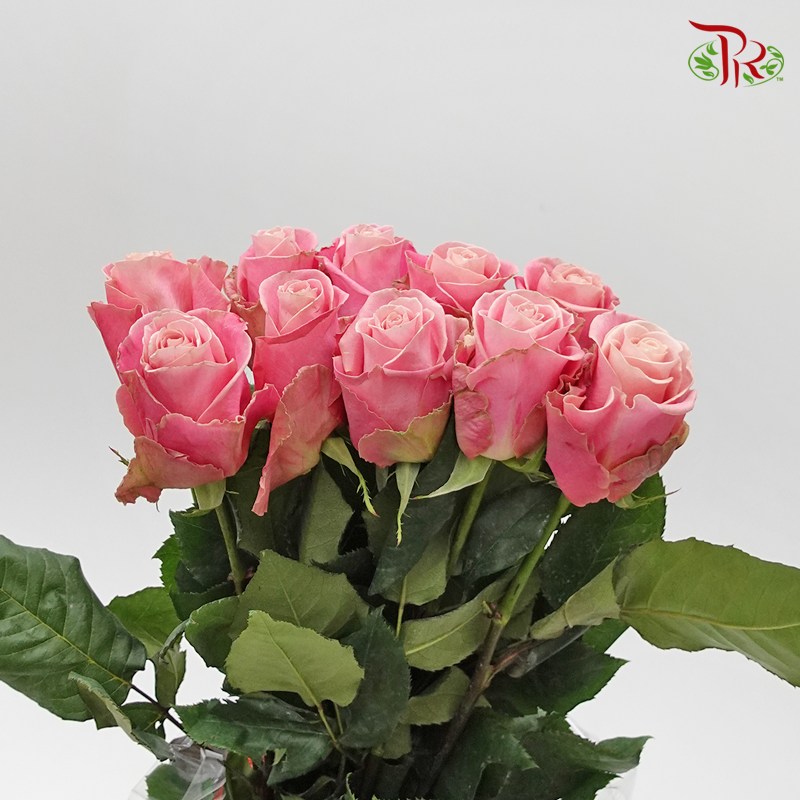 Rose (50cm) - Pink Hermosa (10 Stems)-Kenya-prflorist.com.my
