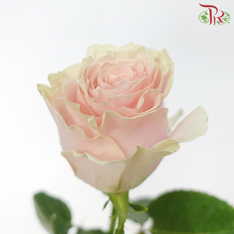 Rose (50cm) - Pink Mondial (10 Stems)-Light Pink-Kenya-prflorist.com.my