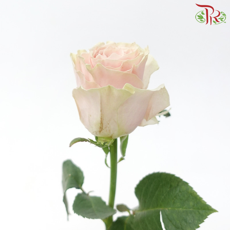 Rose (50cm) - Pink Mondial (10 Stems)-Light Pink-Kenya-prflorist.com.my