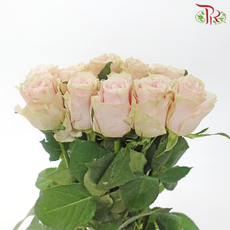 Rose (50cm) - Pink Mondial (10 Stems)-Light Pink-Kenya-prflorist.com.my