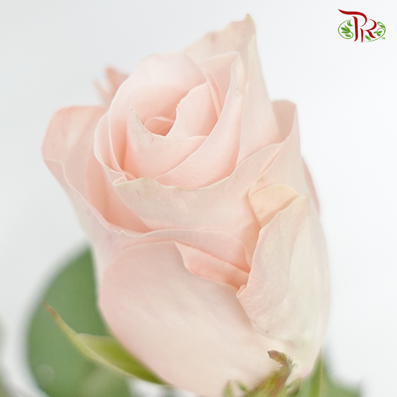 Rose (50cm) - Pomarosa (10 Stems)-Light Pink-Kenya-prflorist.com.my