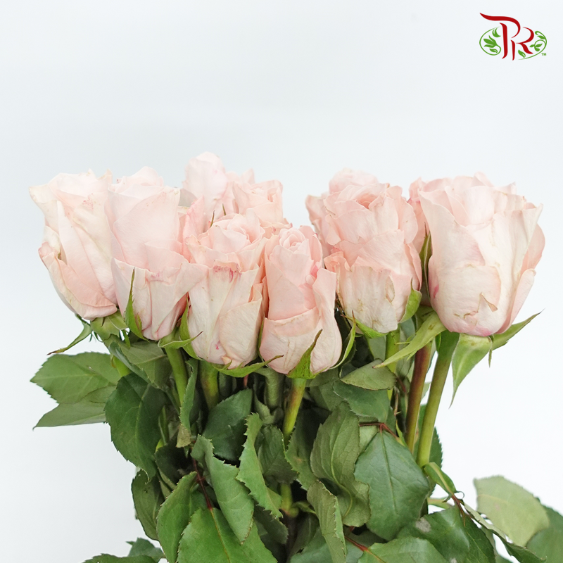 Rose (50cm) - Pomarosa (10 Stems)-Light Pink-Kenya-prflorist.com.my