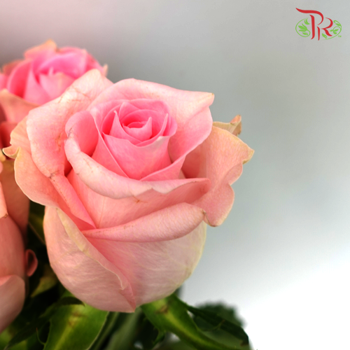Rose (50cm) - Romance (10 Stems)-Pink-Kenya-prflorist.com.my