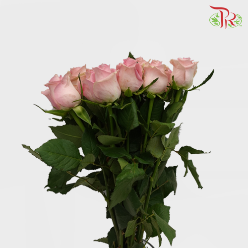 Rose (50cm) - Romance (10 Stems)-Pink-Kenya-prflorist.com.my