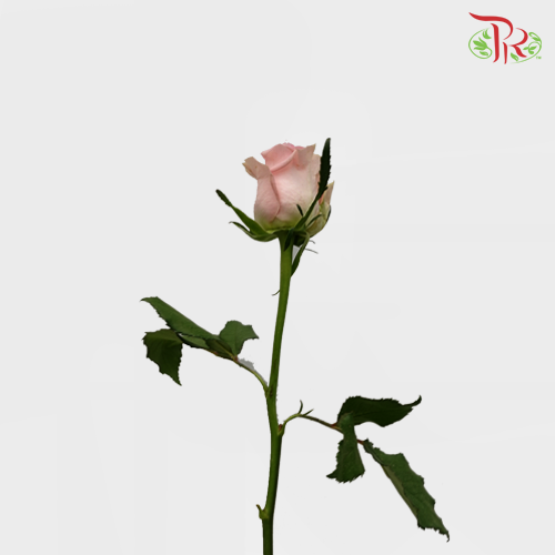 Rose (50cm) - Romance (10 Stems)-Pink-Kenya-prflorist.com.my