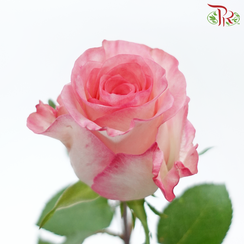 Rose (50cm) - Smush Pink (10 Stems)-White / Pink-Kenya-prflorist.com.my