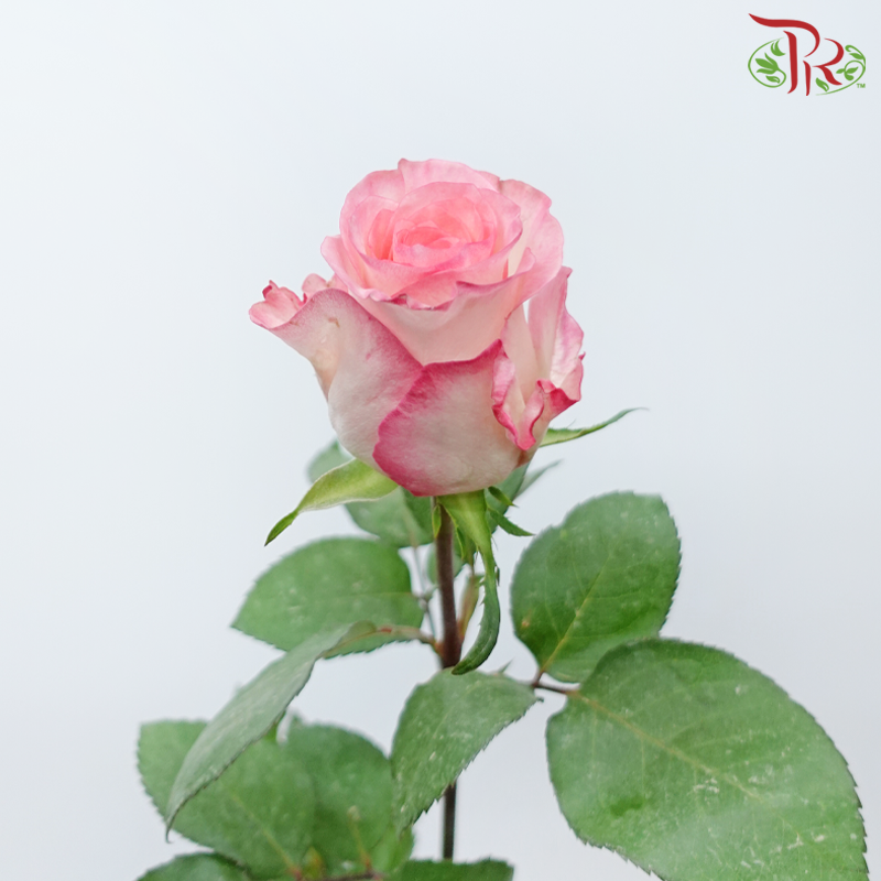 Rose (50cm) - Smush Pink (10 Stems)-White / Pink-Kenya-prflorist.com.my
