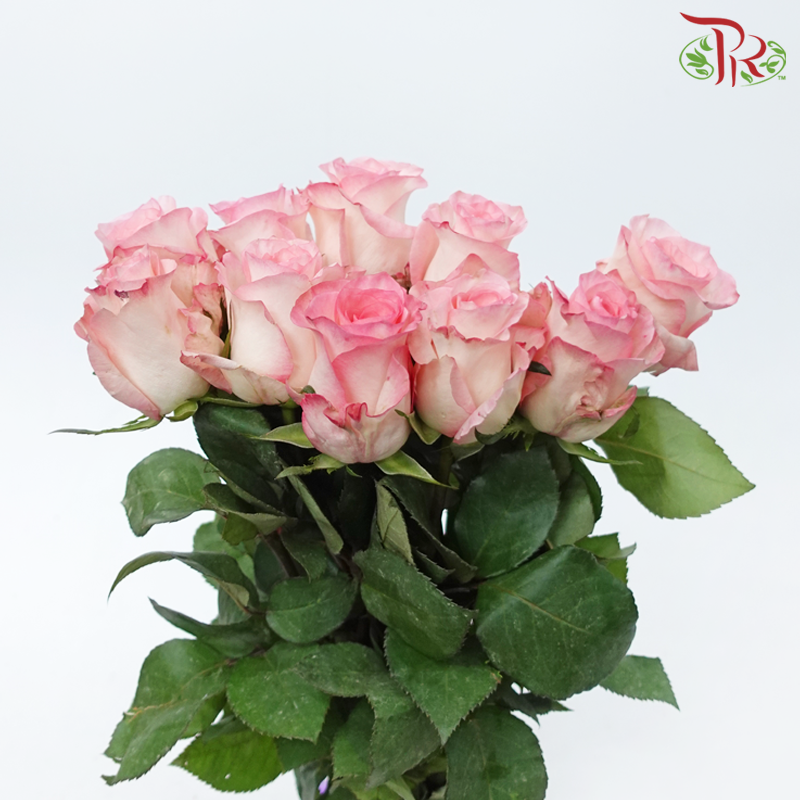 Rose (50cm) - Smush Pink (10 Stems)-White / Pink-Kenya-prflorist.com.my