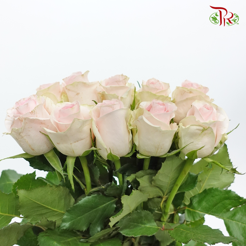 Rose (50cm) - Sweet Revival (10 Stems)-Light Pink-Kenya-prflorist.com.my