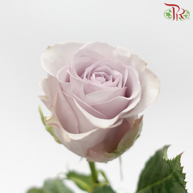 Rose (50cm) - Vanquish (10 Stems)-Purple-Kenya-prflorist.com.my