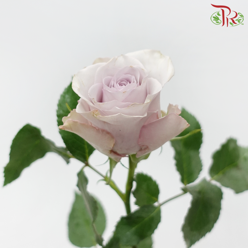 Rose (50cm) - Vanquish (10 Stems)-Purple-Kenya-prflorist.com.my