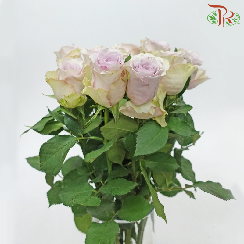 Rose (50cm) - Vanquish (10 Stems)-Purple-Kenya-prflorist.com.my