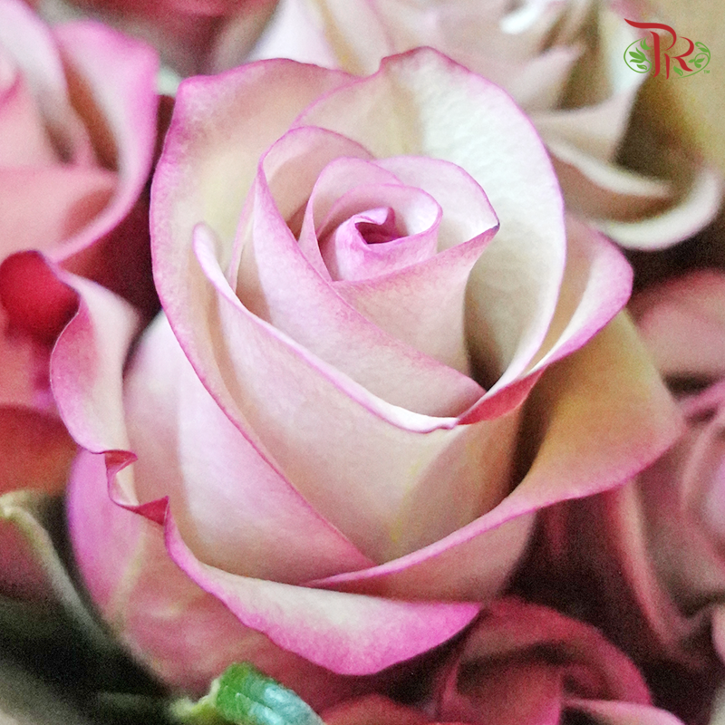 Rose (50cm) - Vintage (10 Stems)-Pink-Kenya-prflorist.com.my
