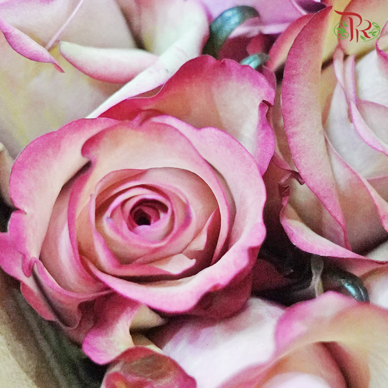 Rose (50cm) - Vintage (10 Stems)-Pink-Kenya-prflorist.com.my