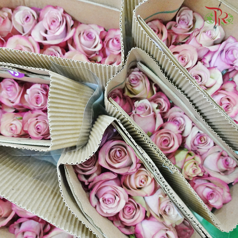 Rose (50cm) - Vintage (10 Stems)-Pink-Kenya-prflorist.com.my