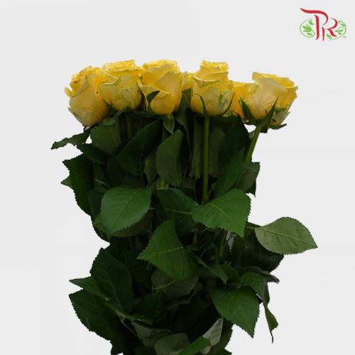 Rose (50cm) - Yellow (10 Stems)-Yellow-Kenya-prflorist.com.my