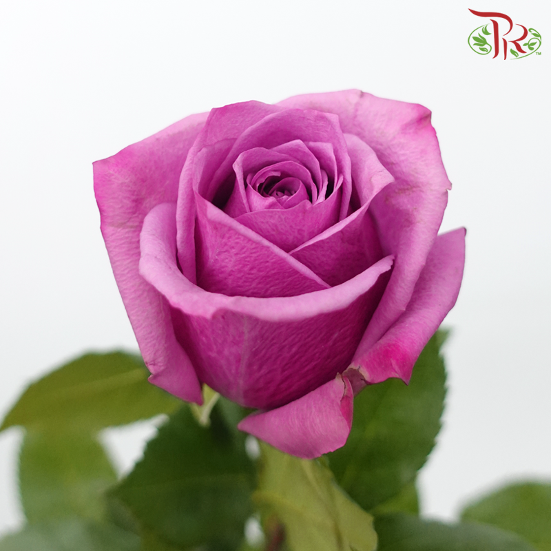 Rose (60cm) - Dionysus (Purple Lilac) (10 Stems)-Purple Lilac-Kenya-prflorist.com.my