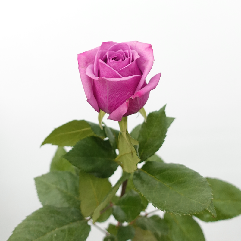 Rose (60cm) - Dionysus (Purple Lilac) (10 Stems)-Purple Lilac-Kenya-prflorist.com.my