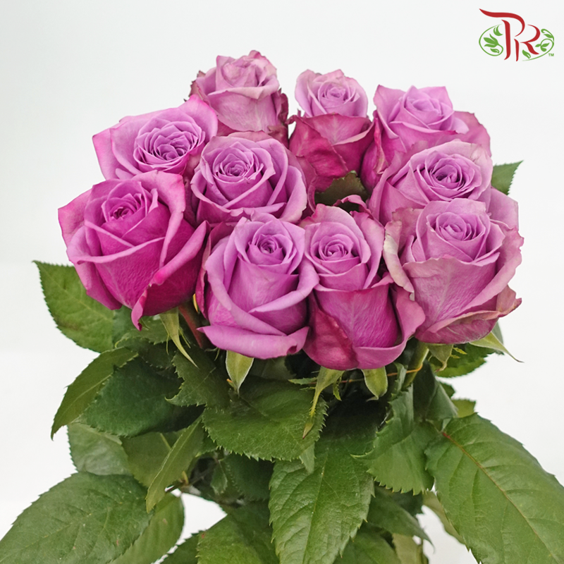 Rose (60cm) - Dionysus (Purple Lilac) (10 Stems)-Purple Lilac-Kenya-prflorist.com.my