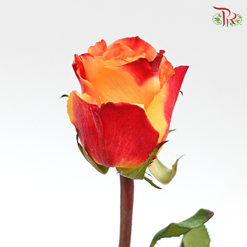Rose (60cm) - Fire (10 Stems)-Red-Kenya-prflorist.com.my