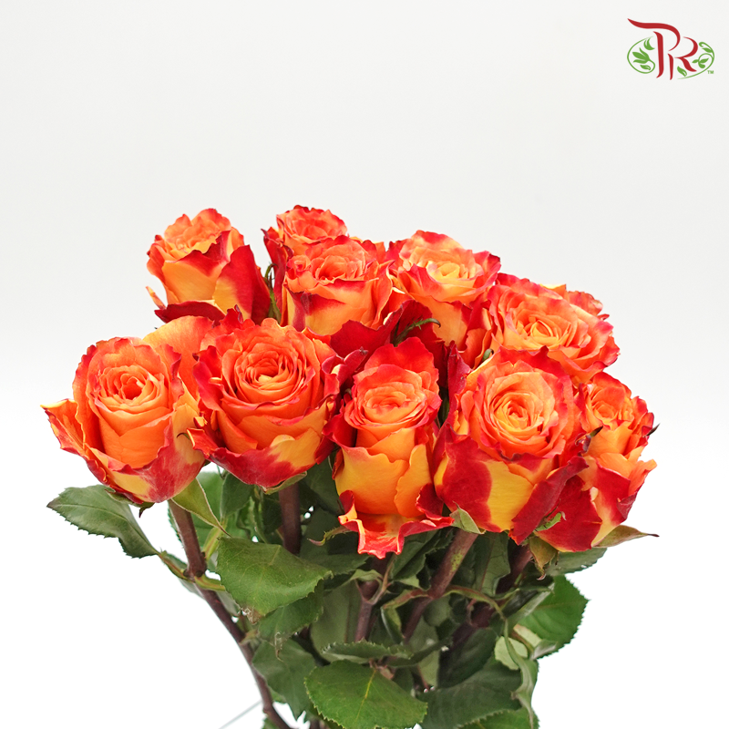 Rose (60cm) - Fire (10 Stems)-Red-Kenya-prflorist.com.my