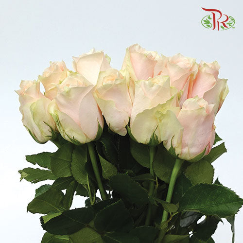 Rose (60cm) - Harmony (10 Stems)-Kenya-prflorist.com.my