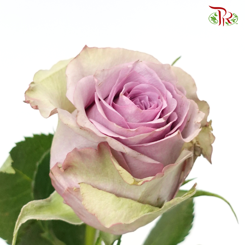 Rose (60cm) - Nightgale (10 Stems)-Kenya-prflorist.com.my