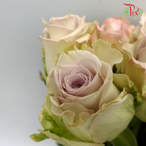 Rose (60cm) - Raindance (10 Stems)-Purple-Kenya-prflorist.com.my