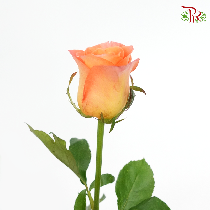 Rose (60cm) - Tangerine (10 Stems)-Kenya-prflorist.com.my